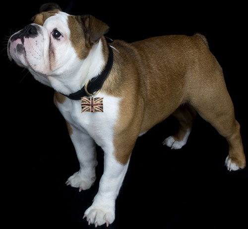 Bulldog